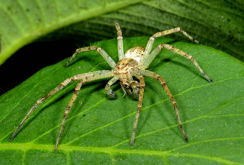 Philodromus sp. - Oasi Nat. Colombarone (MO)